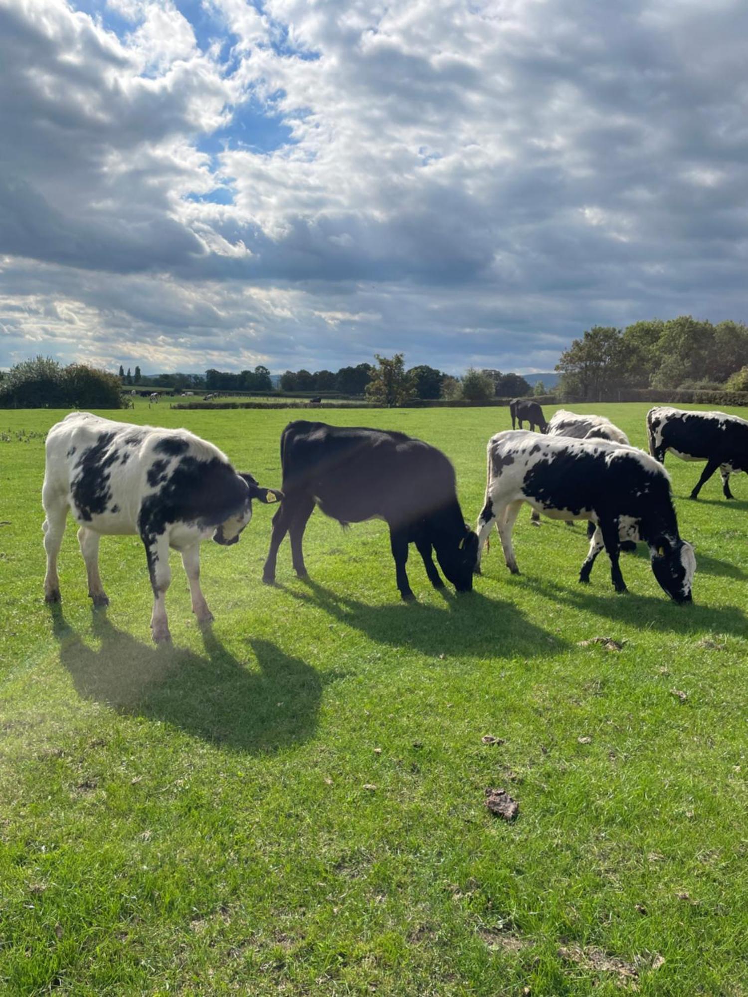 Готель Abbey Farm Luxury Glamping Rhuddlan Екстер'єр фото